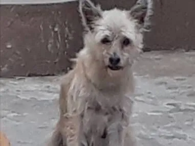 Cachorro raça SRD-ViraLata idade 6 ou mais anos nome Jade