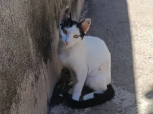 Gato raça SRD-ViraLata idade 2 a 6 meses nome Jade