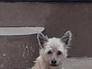 Cachorro raça SRD-ViraLata idade 6 ou mais anos nome Jade