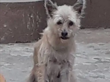 Cachorro raça SRD-ViraLata idade 6 ou mais anos nome Jade