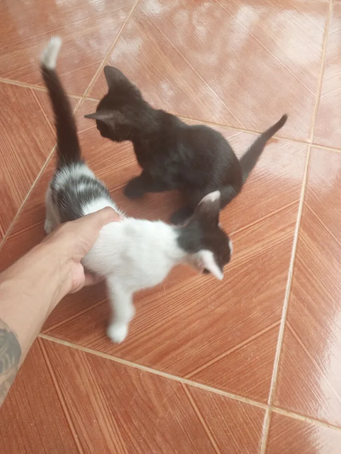 Gato raça SRD-ViraLata idade Abaixo de 2 meses nome Thauann Santos do Nascimento