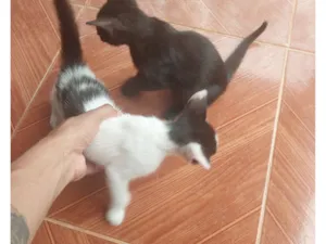 Gato raça SRD-ViraLata idade Abaixo de 2 meses nome Thauann Santos do Nascimento