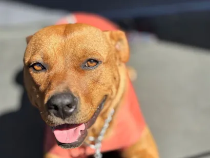 Cachorro raça SRD-ViraLata idade 1 ano nome Kimura