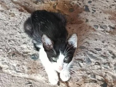 Gato raça SRD-ViraLata idade 2 a 6 meses nome Joãozinho e Maria 