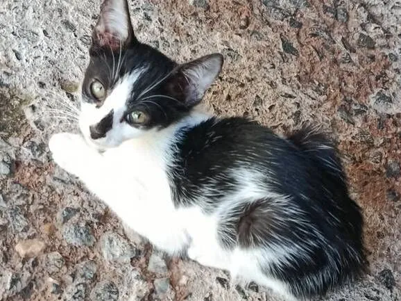 Gato raça SRD-ViraLata idade 2 a 6 meses nome Joãozinho e Maria 