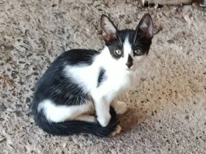 Gato raça SRD-ViraLata idade 2 a 6 meses nome Joãozinho e Maria 