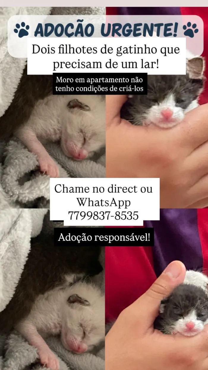 Gato raça SRD-ViraLata idade Abaixo de 2 meses nome Não tem ainda