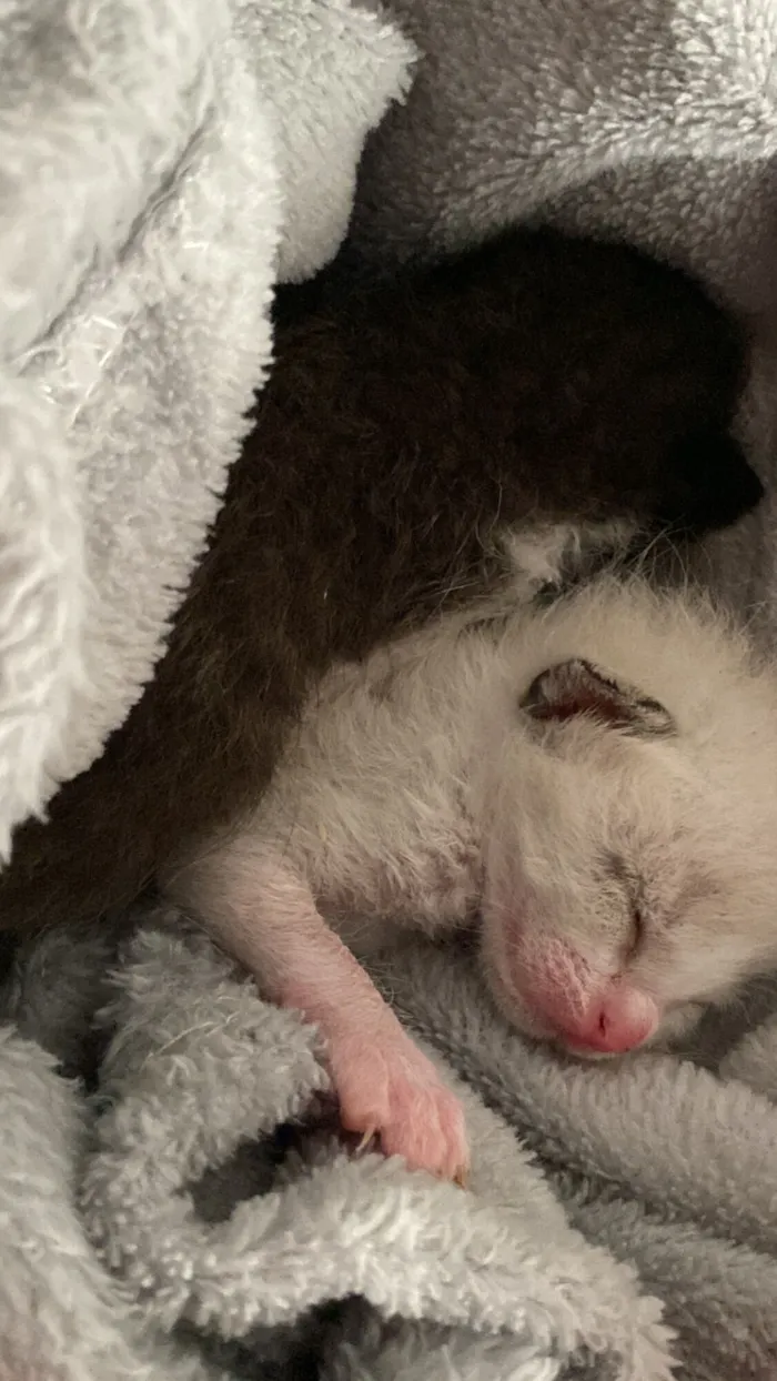 Gato raça SRD-ViraLata idade Abaixo de 2 meses nome Não tem ainda