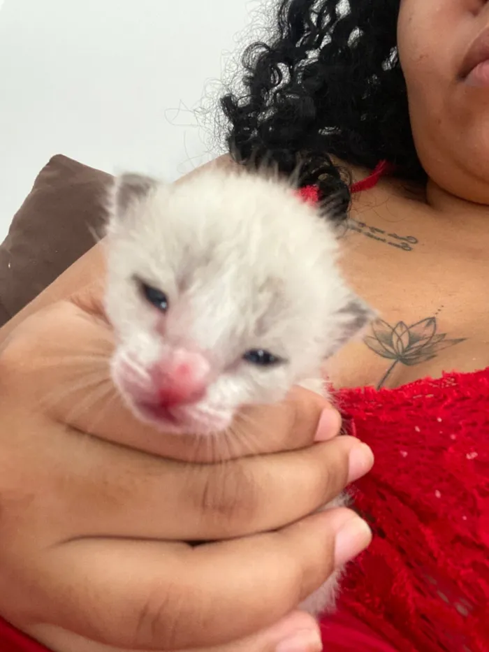 Gato raça SRD-ViraLata idade Abaixo de 2 meses nome Não tem ainda