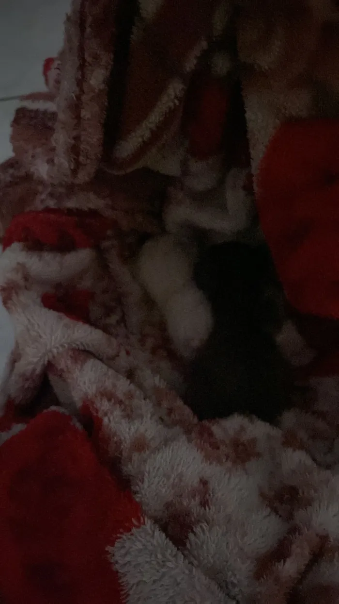 Gato raça SRD-ViraLata idade Abaixo de 2 meses nome Não tem ainda