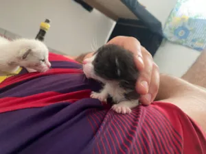 Gato raça SRD-ViraLata idade Abaixo de 2 meses nome Não tem ainda