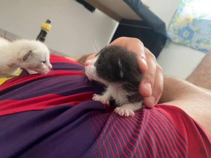 Gato raça SRD-ViraLata idade Abaixo de 2 meses nome Não tem ainda