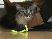 Gato raça SRD-ViraLata idade 5 anos nome Brisa 