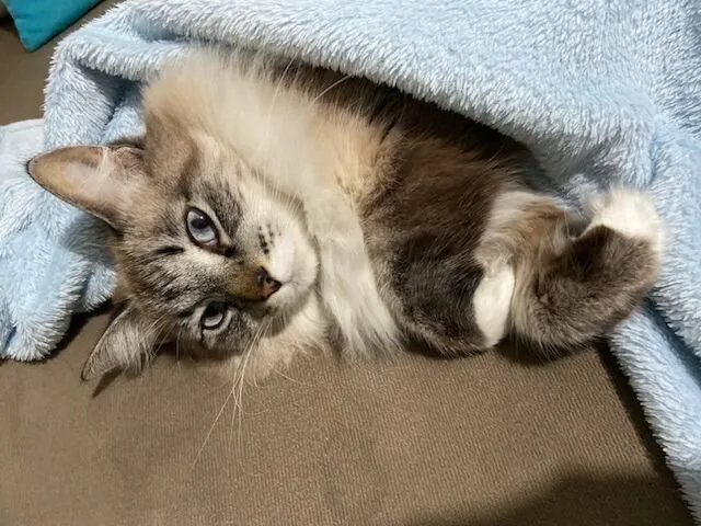 Gato raça SRD-ViraLata idade 5 anos nome Brisa 