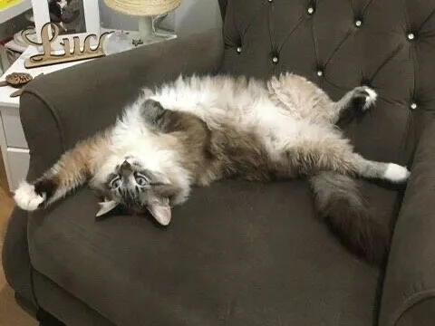 Gato raça SRD-ViraLata idade 5 anos nome Brisa 