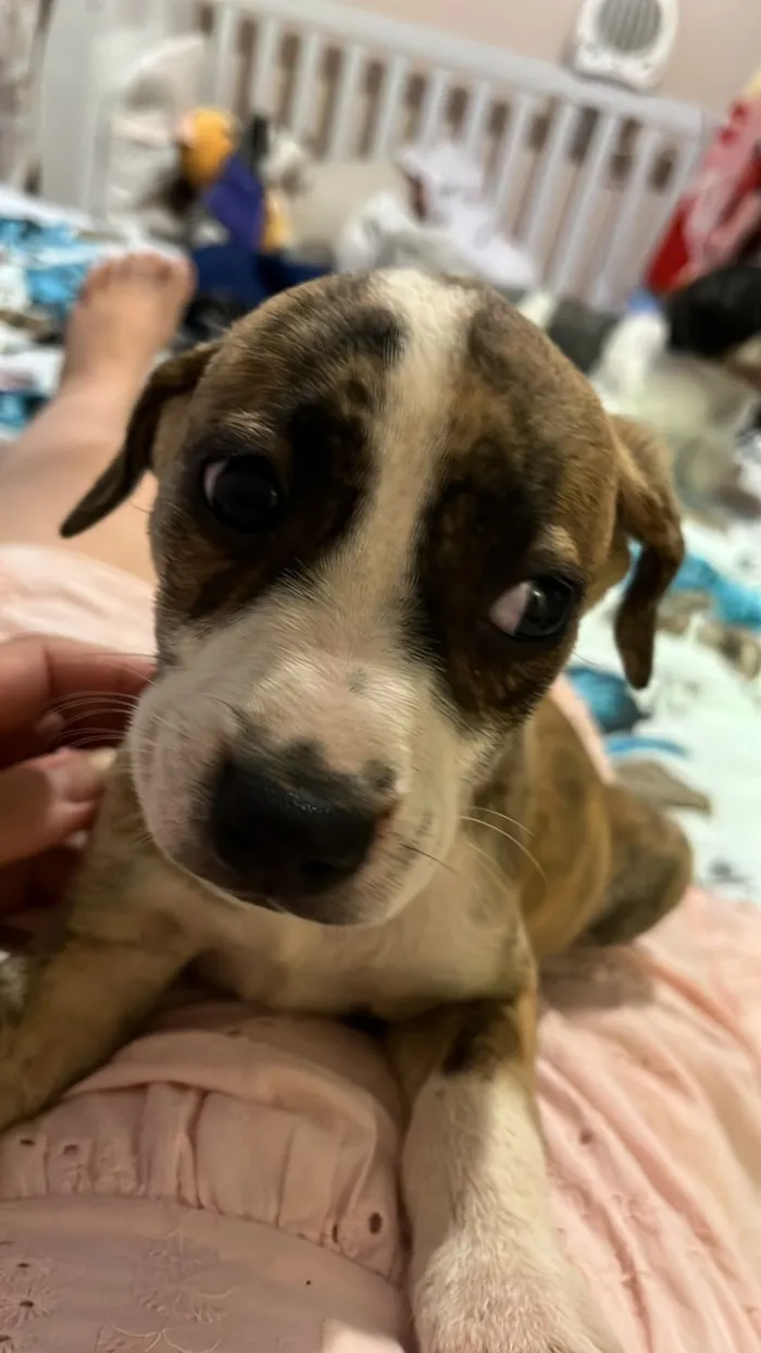 Cachorro raça SRD-ViraLata idade 2 a 6 meses nome Ainda sem nome 