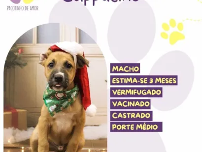 Cachorro raça SRD-ViraLata idade 2 a 6 meses nome Cappuccino