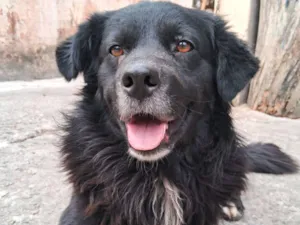 Cachorro raça SRD-ViraLata idade 3 anos nome Tony