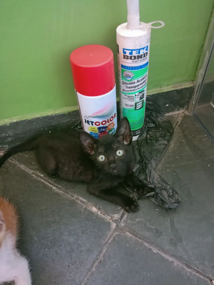 Gato raça SRD-ViraLata idade Abaixo de 2 meses nome 3 gatinhas