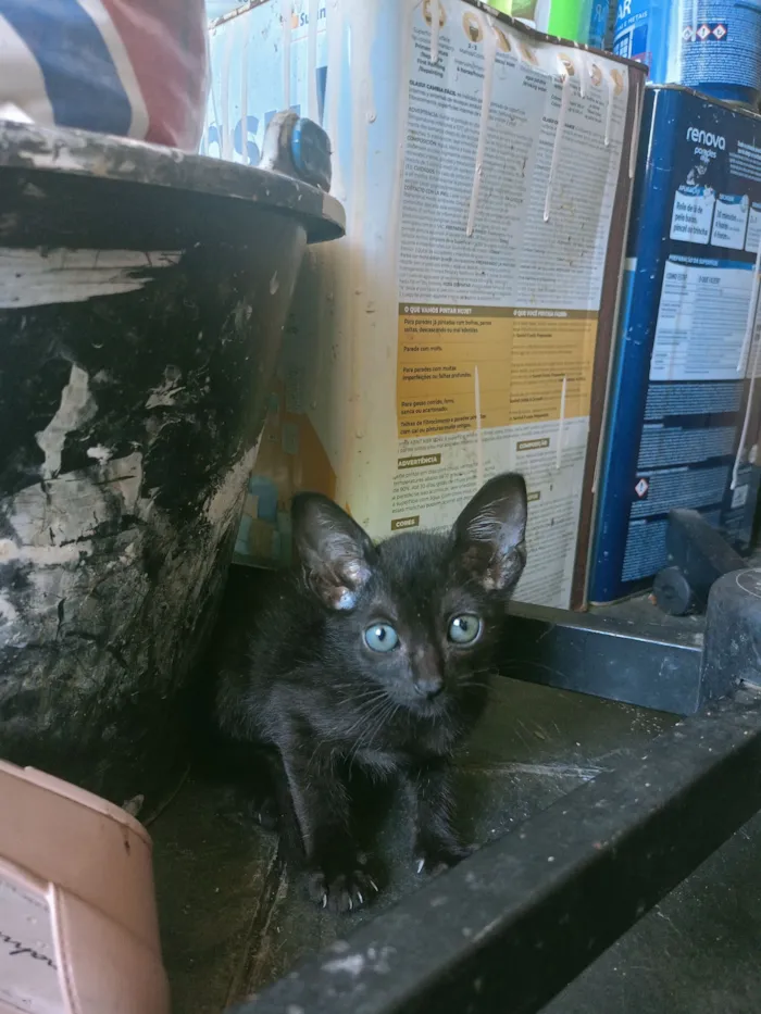 Gato raça SRD-ViraLata idade Abaixo de 2 meses nome 3 gatinhas