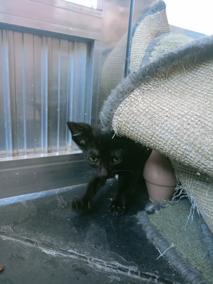 Gato raça SRD-ViraLata idade Abaixo de 2 meses nome 3 gatinhas