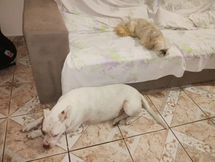 Cachorro raça Pit-Bull idade 3 anos nome Laika 