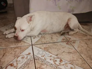 Cachorro raça Pit-Bull idade 3 anos nome Laika 