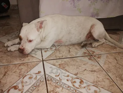 Cachorro raça Pit-Bull idade 3 anos nome Laika 