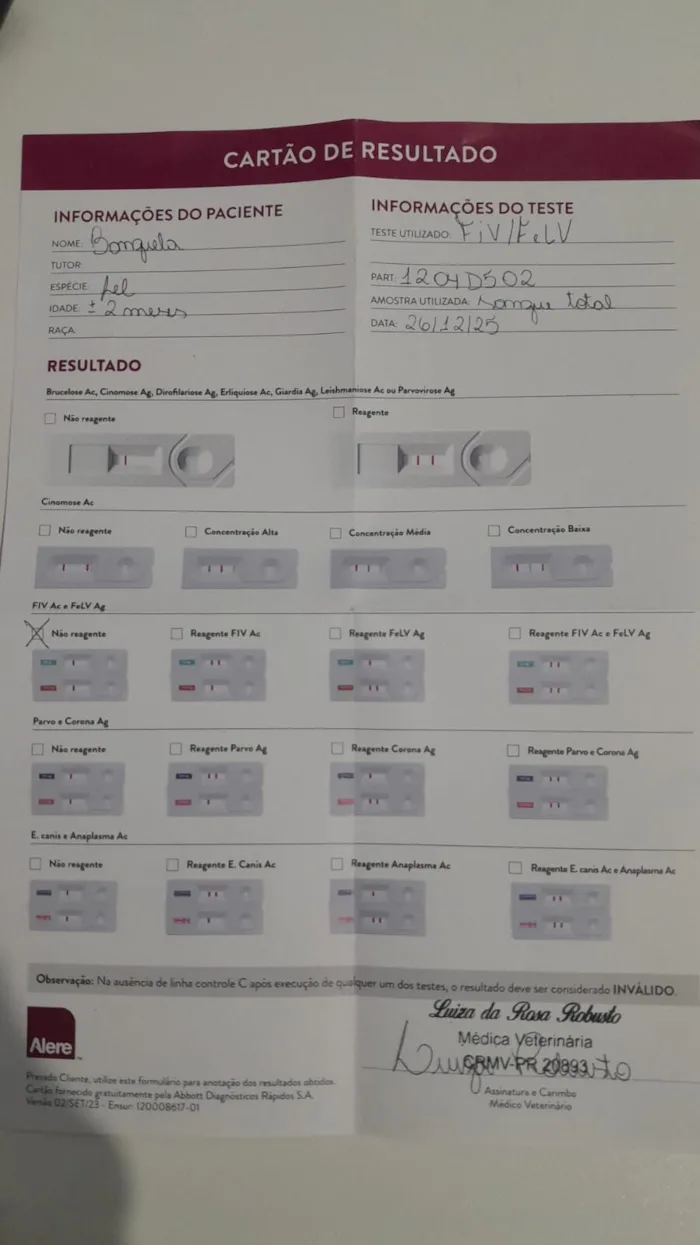 Gato raça SRD-ViraLata idade Abaixo de 2 meses nome Banguela