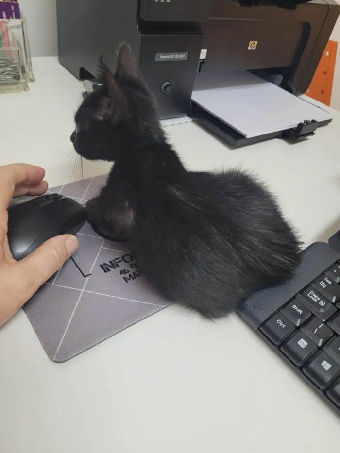 Gato raça SRD-ViraLata idade Abaixo de 2 meses nome Banguela