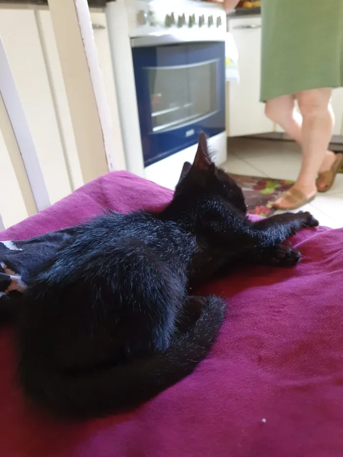 Gato raça SRD-ViraLata idade Abaixo de 2 meses nome Banguela