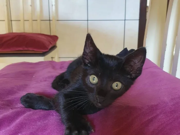 Gato raça SRD-ViraLata idade Abaixo de 2 meses nome Banguela