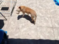 Cachorro raça SRD-ViraLata idade 6 ou mais anos nome Meg