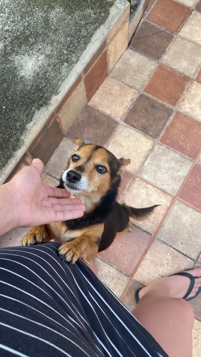 Cachorro raça SRD-ViraLata idade 5 anos nome Desconhecido 