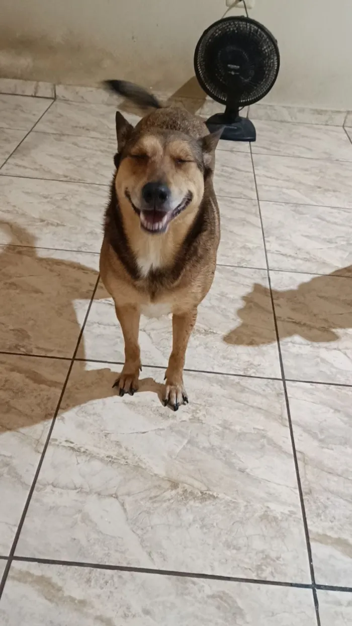 Cachorro raça SRD-ViraLata idade 6 ou mais anos nome PEROLA