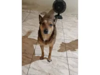 Cachorro raça SRD-ViraLata idade 6 ou mais anos nome PEROLA