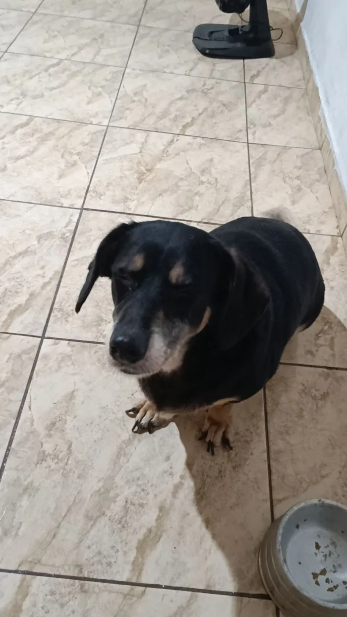 Cachorro raça SRD-ViraLata idade 6 ou mais anos nome PANDORA