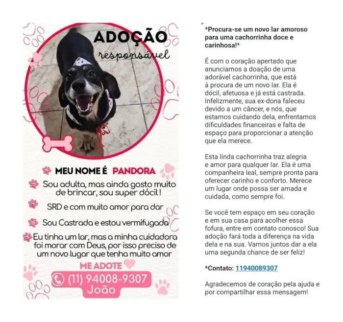 Cachorro raça SRD-ViraLata idade 6 ou mais anos nome PANDORA