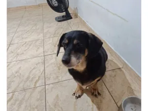 Cachorro raça SRD-ViraLata idade 6 ou mais anos nome PANDORA