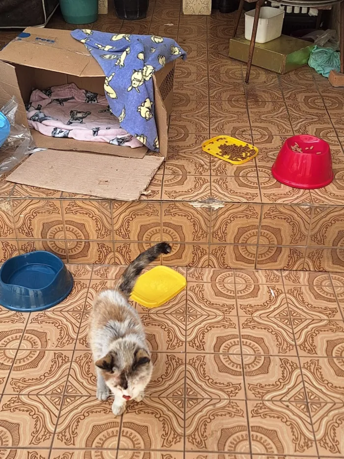 Gato raça SRD-ViraLata idade 2 anos nome Tere (Teresa)