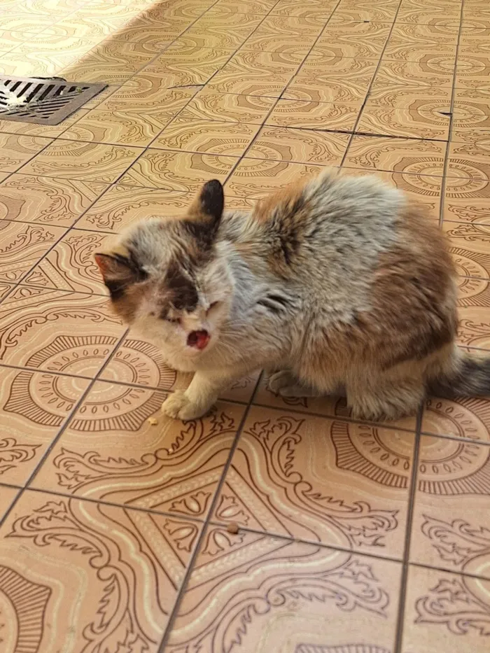 Gato raça SRD-ViraLata idade 2 anos nome Tere (Teresa)