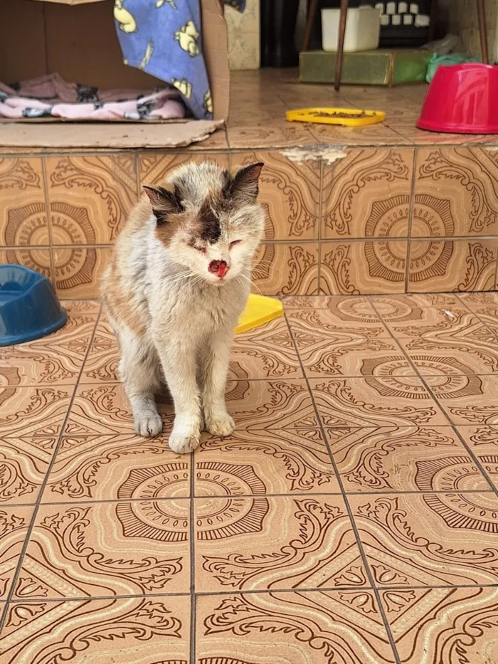 Gato raça SRD-ViraLata idade 2 anos nome Tere (Teresa)