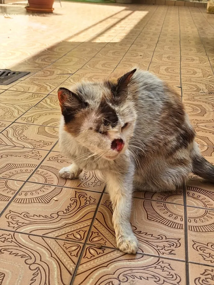 Gato raça SRD-ViraLata idade 2 anos nome Tere (Teresa)