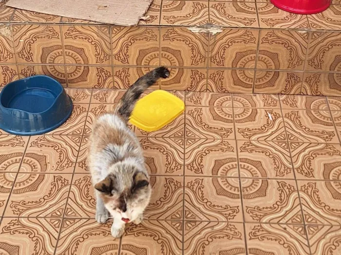 Gato raça SRD-ViraLata idade 2 anos nome Tere (Teresa)