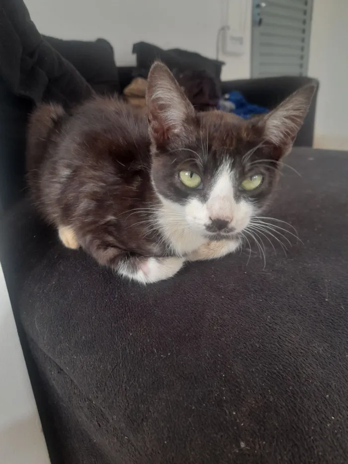 Gato raça SRD-ViraLata idade 2 a 6 meses nome Não tem nome