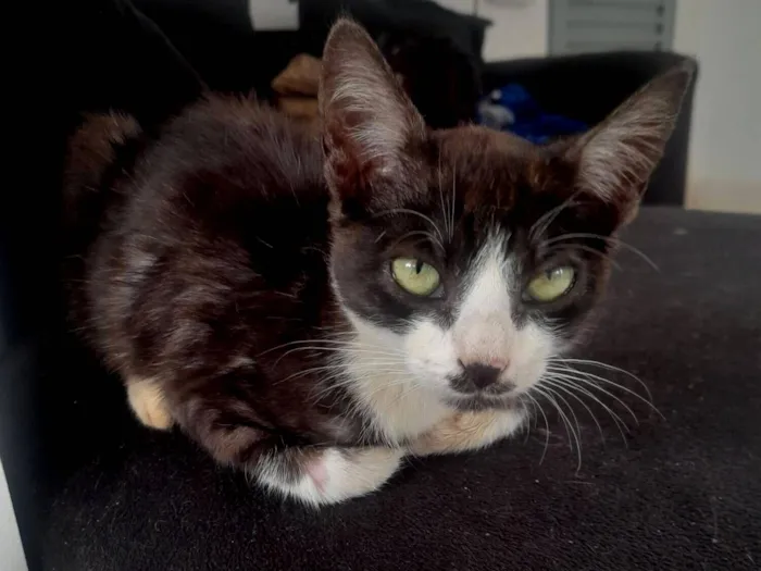 Gato raça SRD-ViraLata idade 2 a 6 meses nome Não tem nome