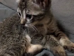 Gato raça SRD-ViraLata idade 2 a 6 meses nome Não tem nome