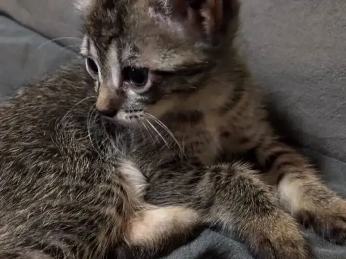 Gato raça SRD-ViraLata idade 2 a 6 meses nome Não tem nome