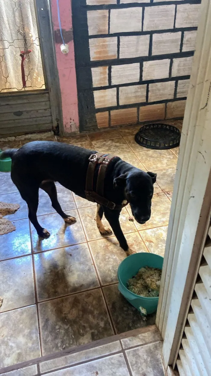 Cachorro raça SRD-ViraLata idade 1 ano nome Shakira