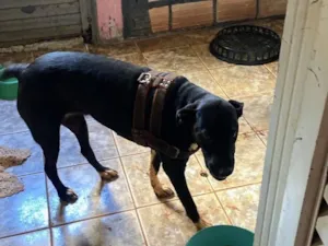 Cachorro raça SRD-ViraLata idade 1 ano nome Shakira